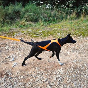 Equipement sports canins